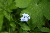Floricele albastre in Piatra Craiului